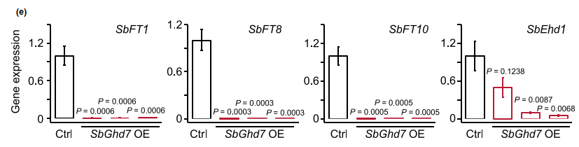 Graph e Gene expression